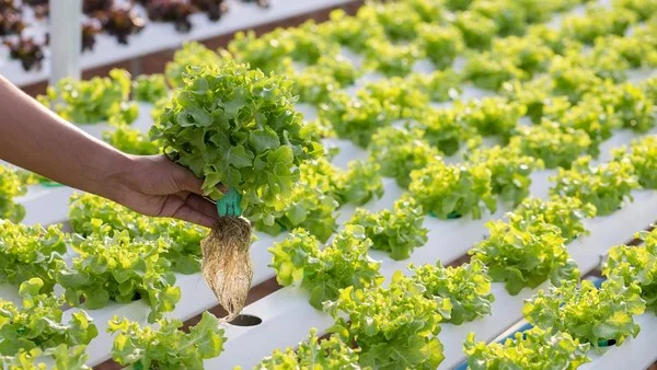 Pemberdayaan Ekonomi dan Ketahanan Pangan di Wilayah Urban
